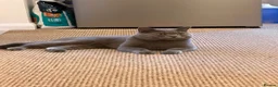 British Shorthair cats for sale: British Shorthair × Scottish Fold Mix Kittens - Advert 17
