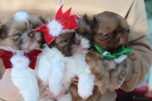 Shih Tzu dogs - Advert 1