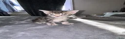 Bengal cats for sale: Mix Bengal kittens for sell in Corby - Advert 22