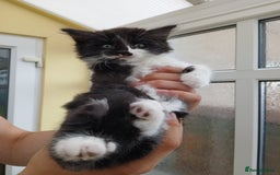 Maine Coon cats for sale: Maine coon xxx - Image 17
