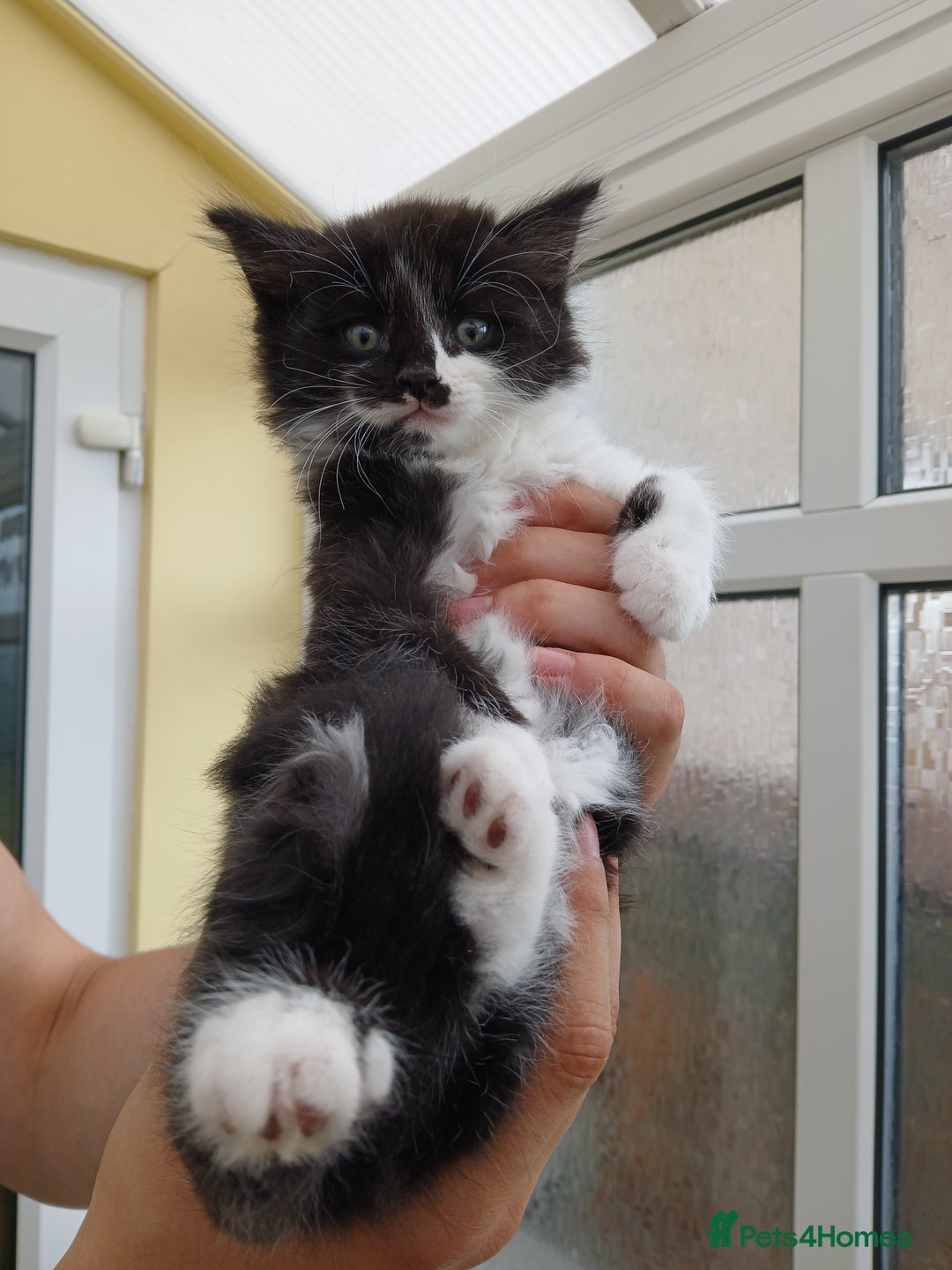 Maine Coon cats for sale: Maine coon xxx - Image 17
