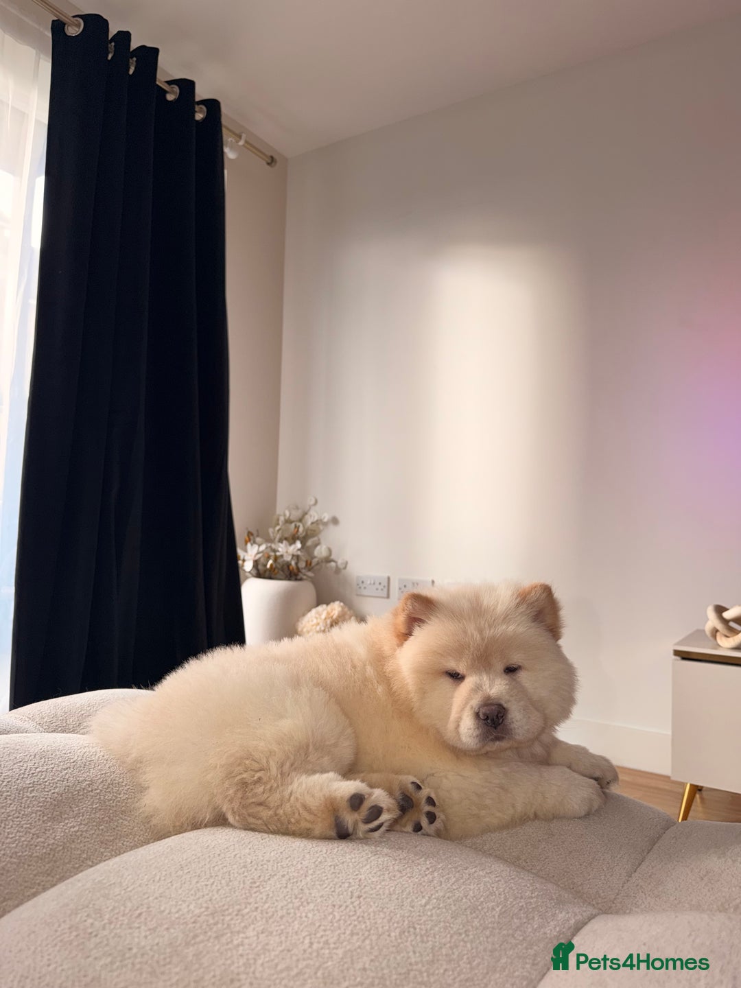 Chow Chow dogs for sale: Cream chow chow puppy KC registered - Advert 4