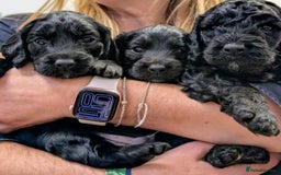 Cockapoo dogs for sale: ✨ F2 Cockapoo Puppies – Ready mid Nov ✨ - Image 1