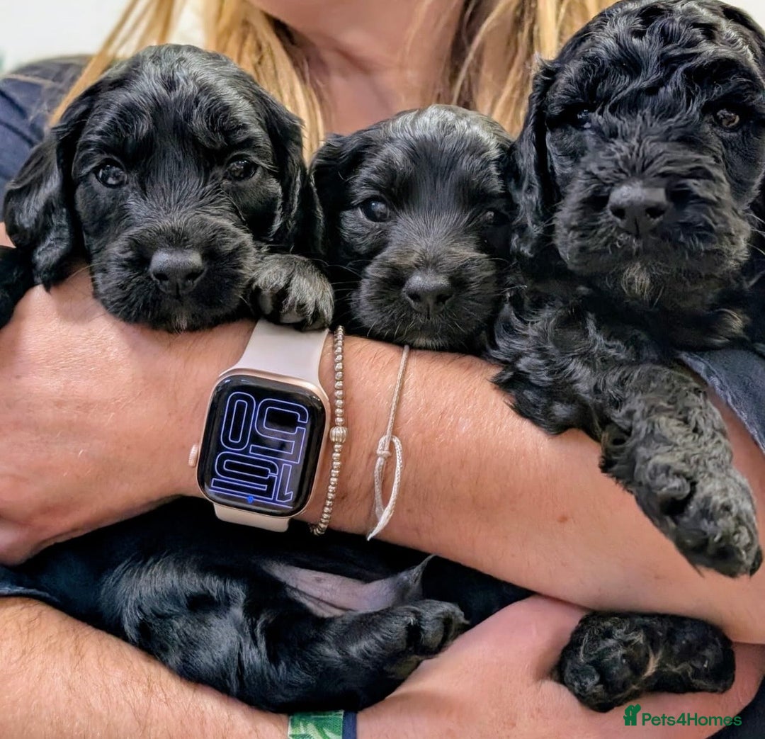 Cockapoo dogs for sale: ✨ F2 Cockapoo Puppies – Ready mid Nov ✨ - Image 1