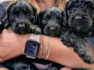 Cockapoo dogs - Advert 1