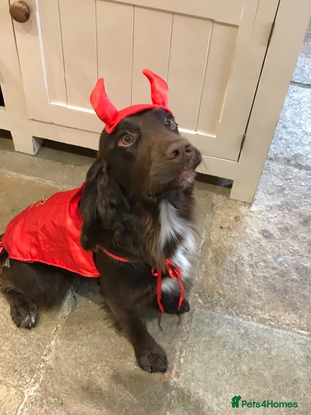 Cocker Spaniel dogs for stud: Cocker spaniel for stud extensively health tested  in Shrewsbury - Advert 12