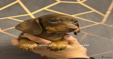 Miniature Dachshund dogs - Advert 5