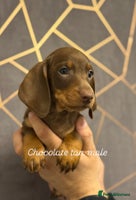 Miniature Dachshund dogs - Advert 5