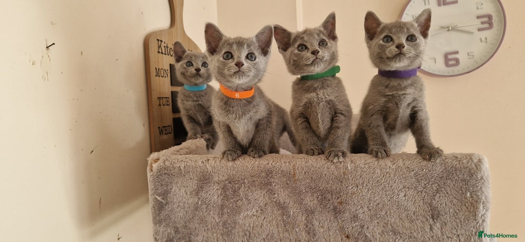 Russian Blue cats for sale: Pure Russian Blue kittens 💙  - Image 9