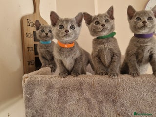 Russian Blue cats - Advert 2