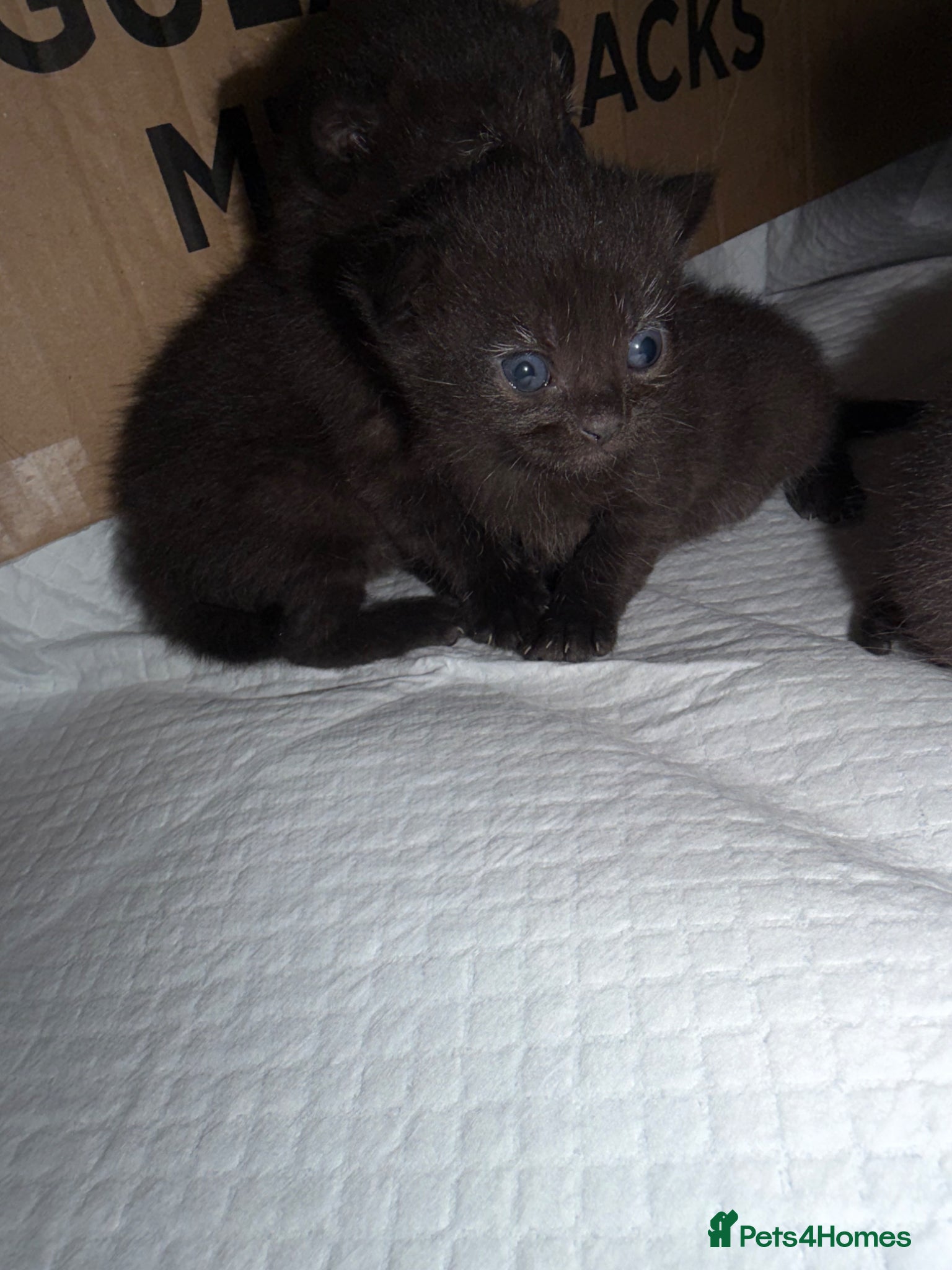 Mixed Breed cats British short x Bombay  - Advert 2