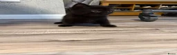British Shorthair cats for sale: Gccf British shorthair kittens  - Advert 5