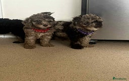 Cockapoo dogs for sale: BEAUTIFUL COCKAPOO PUPPIES LOOKING FOR LOVING HOME - Image 9