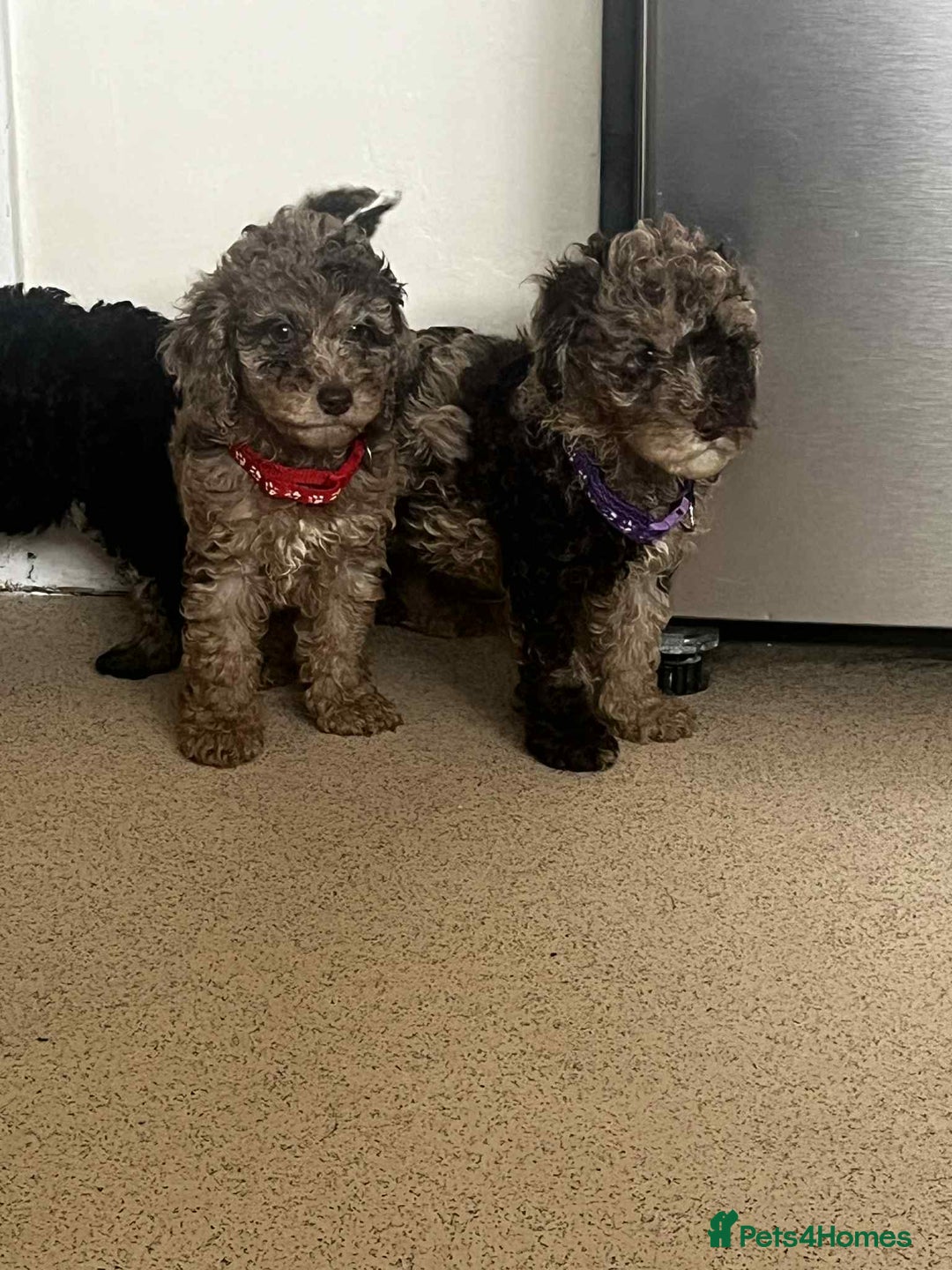 Cockapoo dogs for sale: BEAUTIFUL COCKAPOO PUPPIES LOOKING FOR LOVING HOME - Image 9