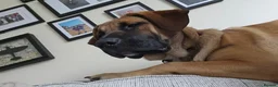 Mixed Breed dogs for sale: 11 month old female mixed breed  - Advert 9