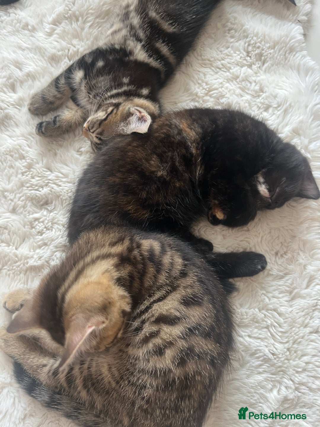 Mixed Breed cats for sale: 5 Adorable Mixed Breed Kittens - Image 35