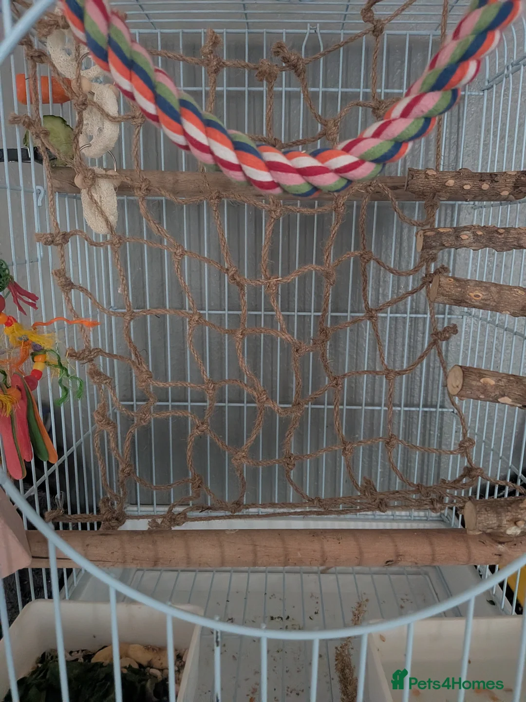 Parakeets birds for sale: Princess parakeet  - Advert 2