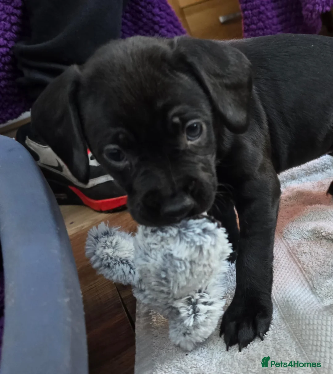 Mixed Breed dogs for sale: Rottweiler/Staffy x Sprocker - Advert 11