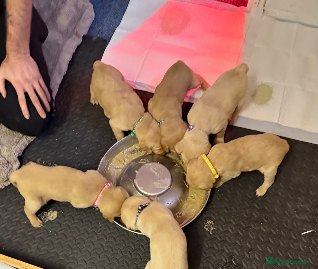 Goldador dogs for sale: Adorable Goldador Puppies - Ready 12th Feb - Advert 12