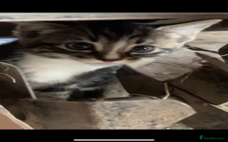 Mixed Breed cats for sale: Maine coon mixed breed - Image 13