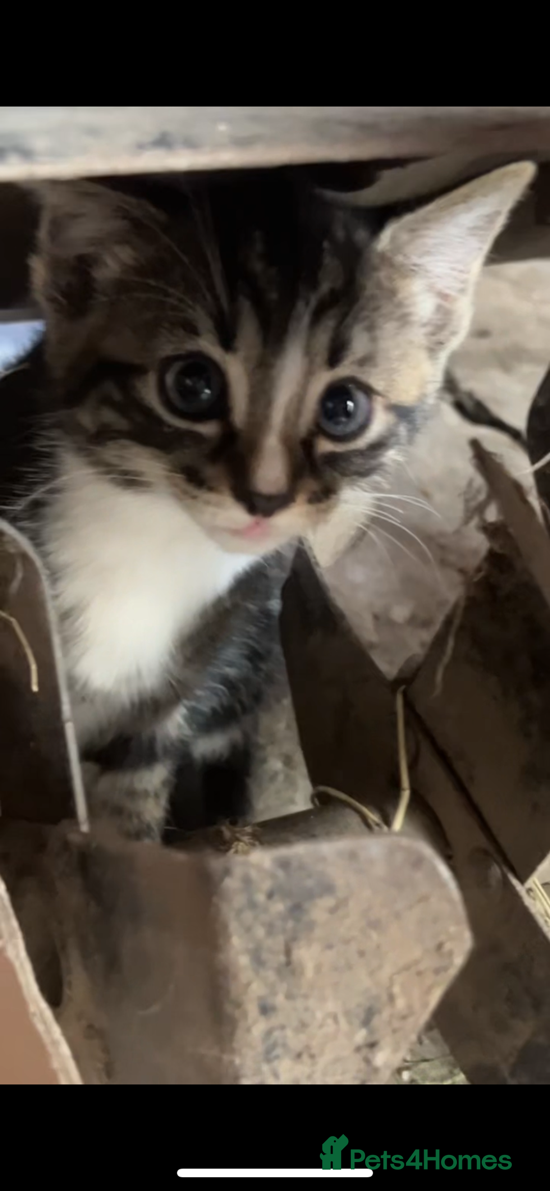 Mixed Breed cats for sale: Maine coon mixed breed - Image 13