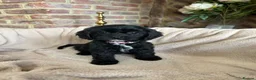 Cavapoo dogs for sale: Adorable Cavapoo puppies  - Advert 11
