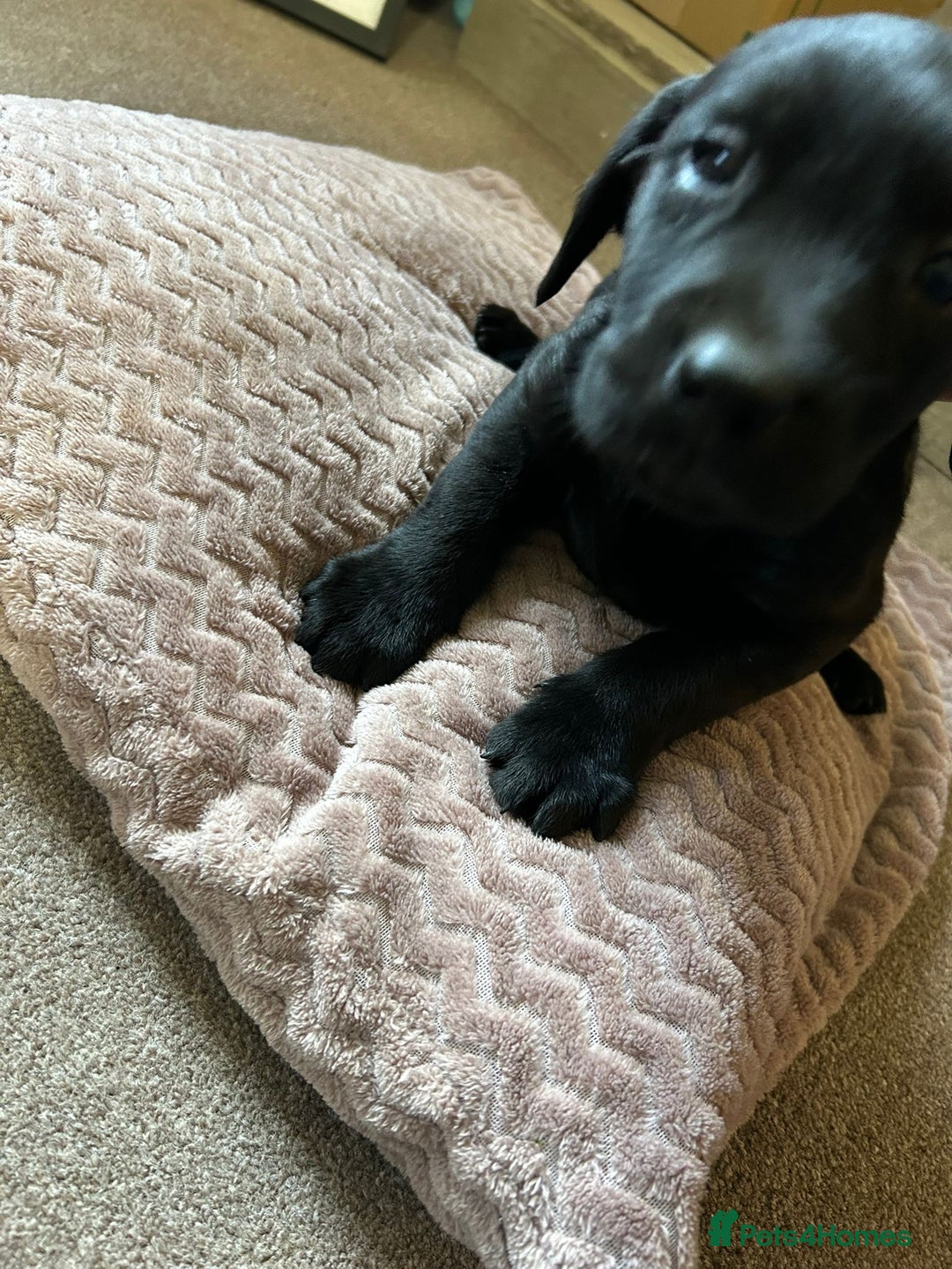 Labrador Retriever dogs for sale: Gamekeeper bred labrador pups - Advert 4