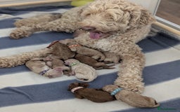 Australian Labradoodle dogs for sale: Minature Austrailian labradoodles - Image 15