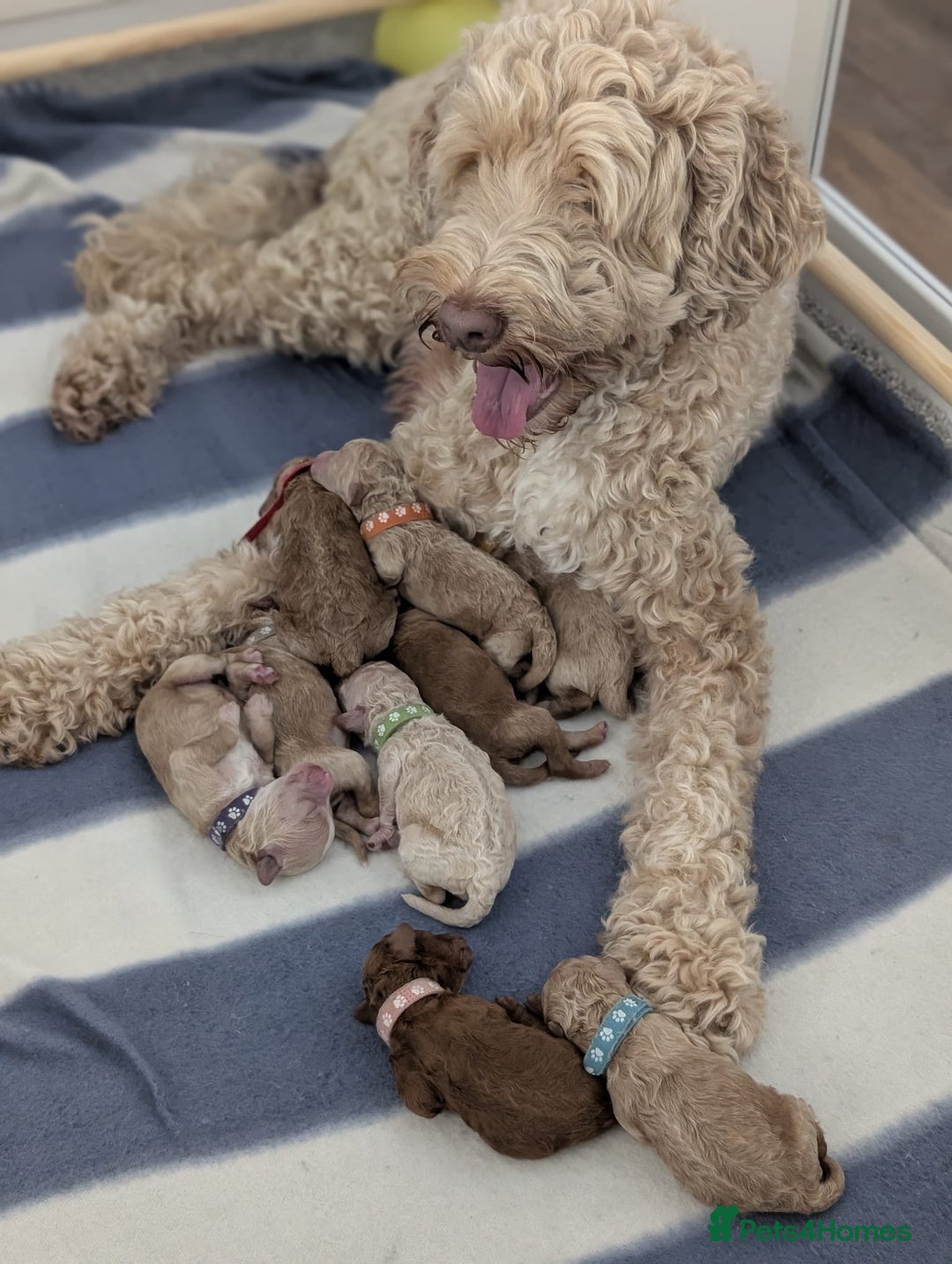 Australian Labradoodle dogs for sale: Minature Austrailian labradoodles - Image 15