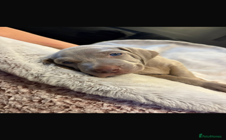 Weimaraner dogs - Advert 1