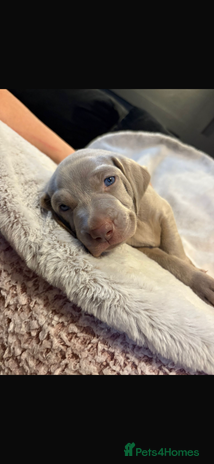Weimaraner dogs - Advert 3