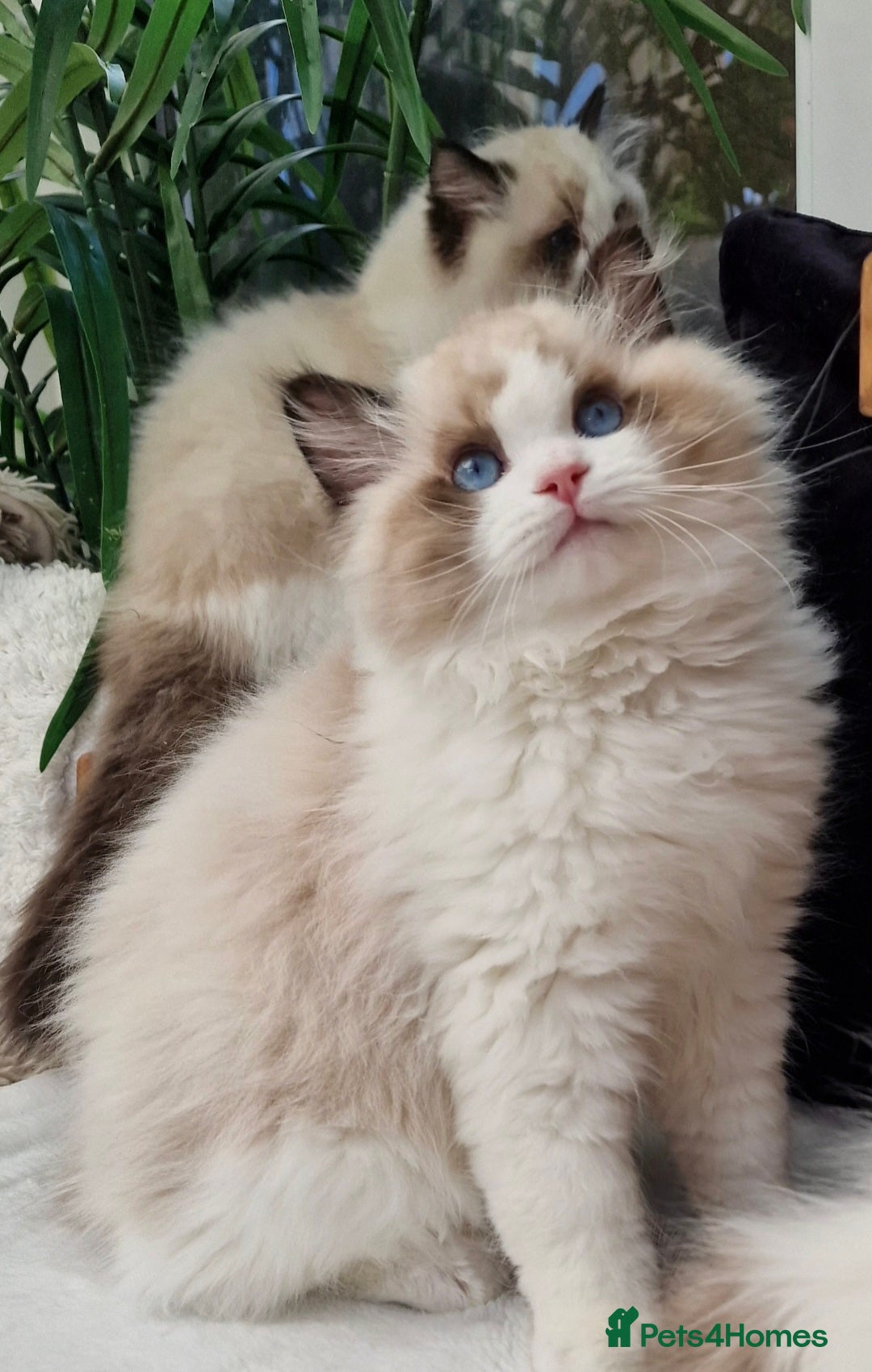 Ragdoll cats 🏆🐈Chunky Lovely boy*Exclusive kittens🏆parents - Advert 2