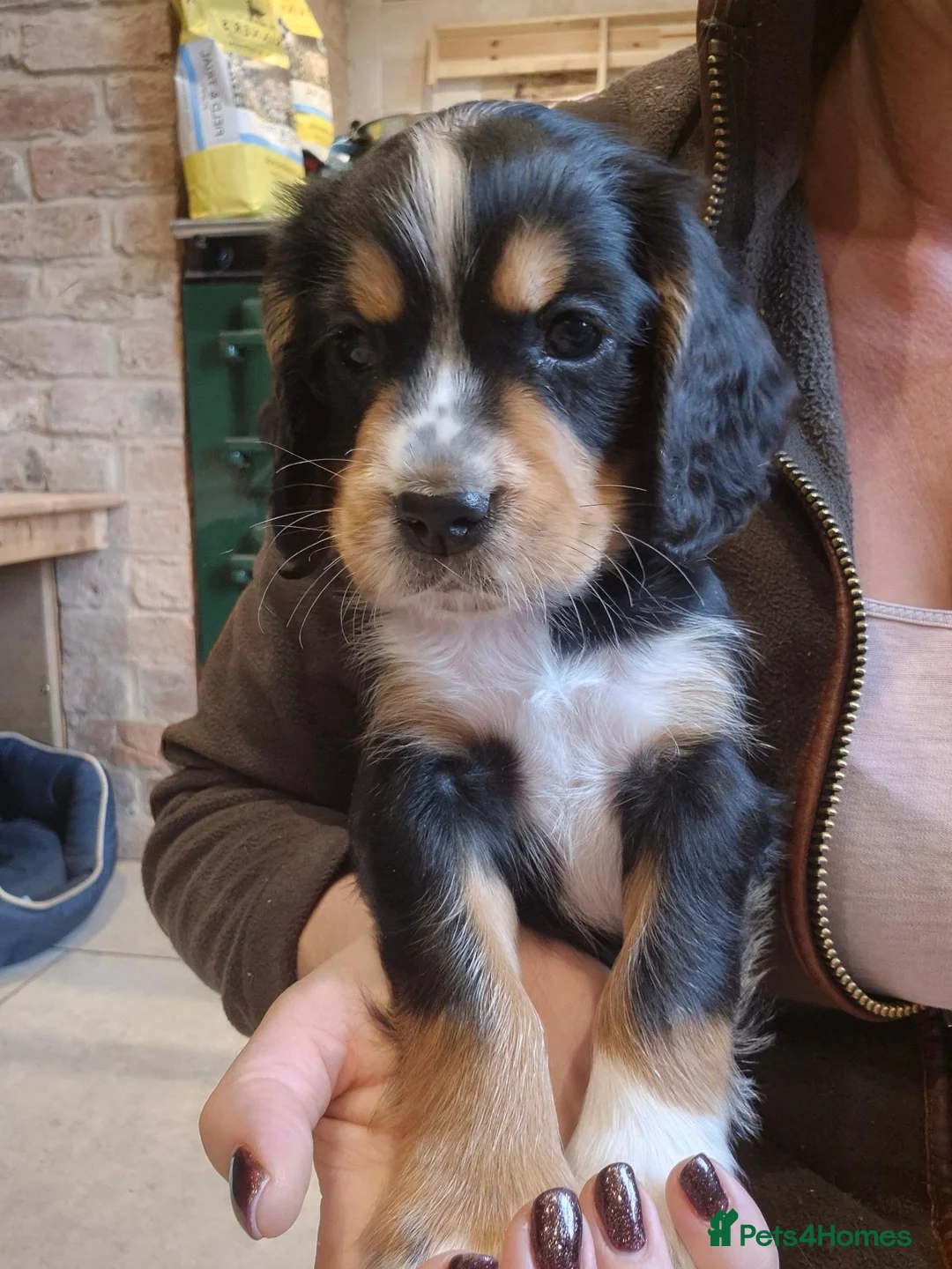 Cocker Spaniel dogs for sale: Kc working cockers health tested parents  - Advert 2