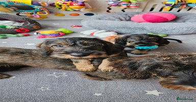 Dachshund dogs - Advert 2
