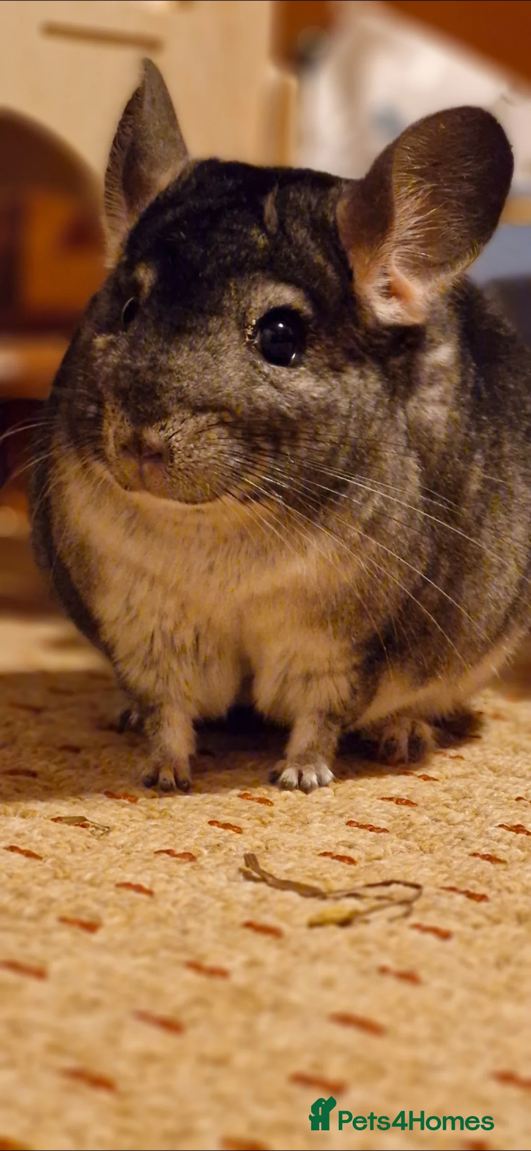 Chinchilla rodents for sale: Two Bonded Male Chinchillaa + cage , accessories. in Ipswich - Advert 6