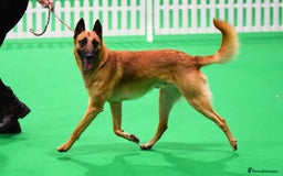 Belgian Shepherd Dog dogs for stud: BVA HEALTH TESTED, Proven, KC, BSD Malinois stud in Treorchy - Image 15