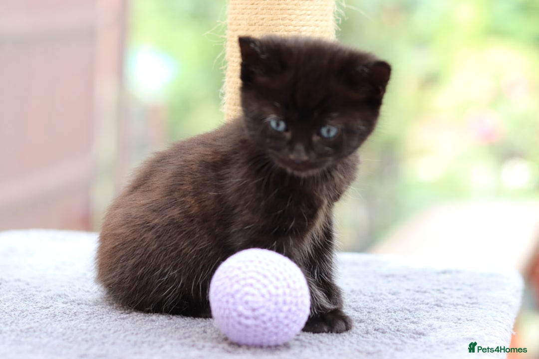 Mixed Breed cats for sale: Adorable Kittens Ready SOON - Image 15