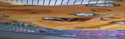 Mixed Breed invertebrates for sale: Sugar glider in Nottingham - Advert 3