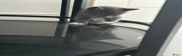 British Shorthair cats for sale: British Shorthair mix Kittens - Advert 8