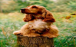 Cocker Spaniel dogs for sale: RESERVE NOW Show Champion Cocker Spaniels - Image 4