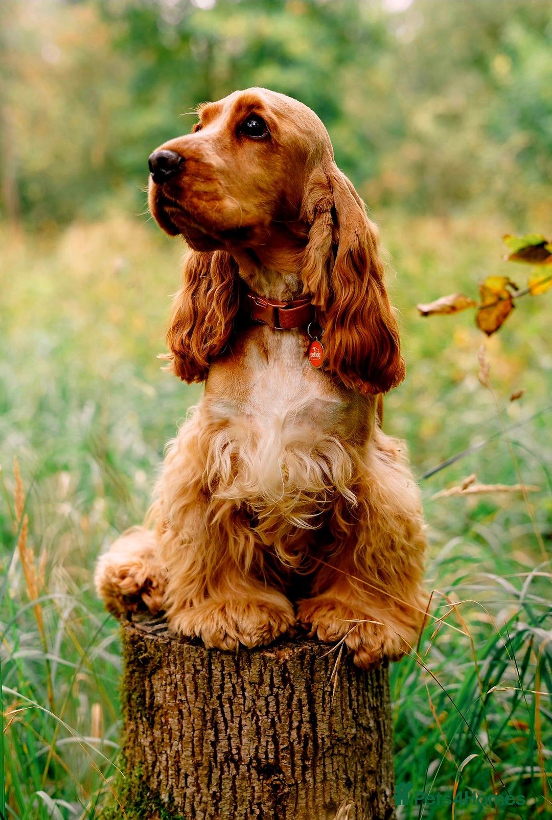 Cocker Spaniel dogs for sale: RESERVE NOW Show Champion Cocker Spaniels - Image 4