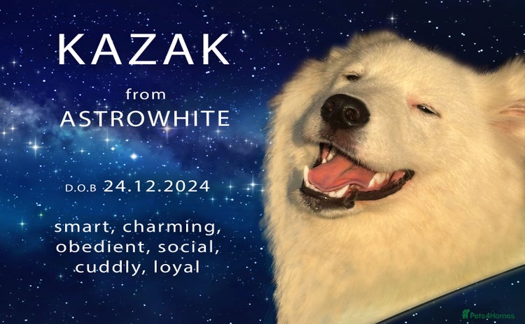 Samoyed dogs - Advert 1