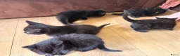 Mixed Breed cats for sale: Mane coon cross kittens  - Advert 8