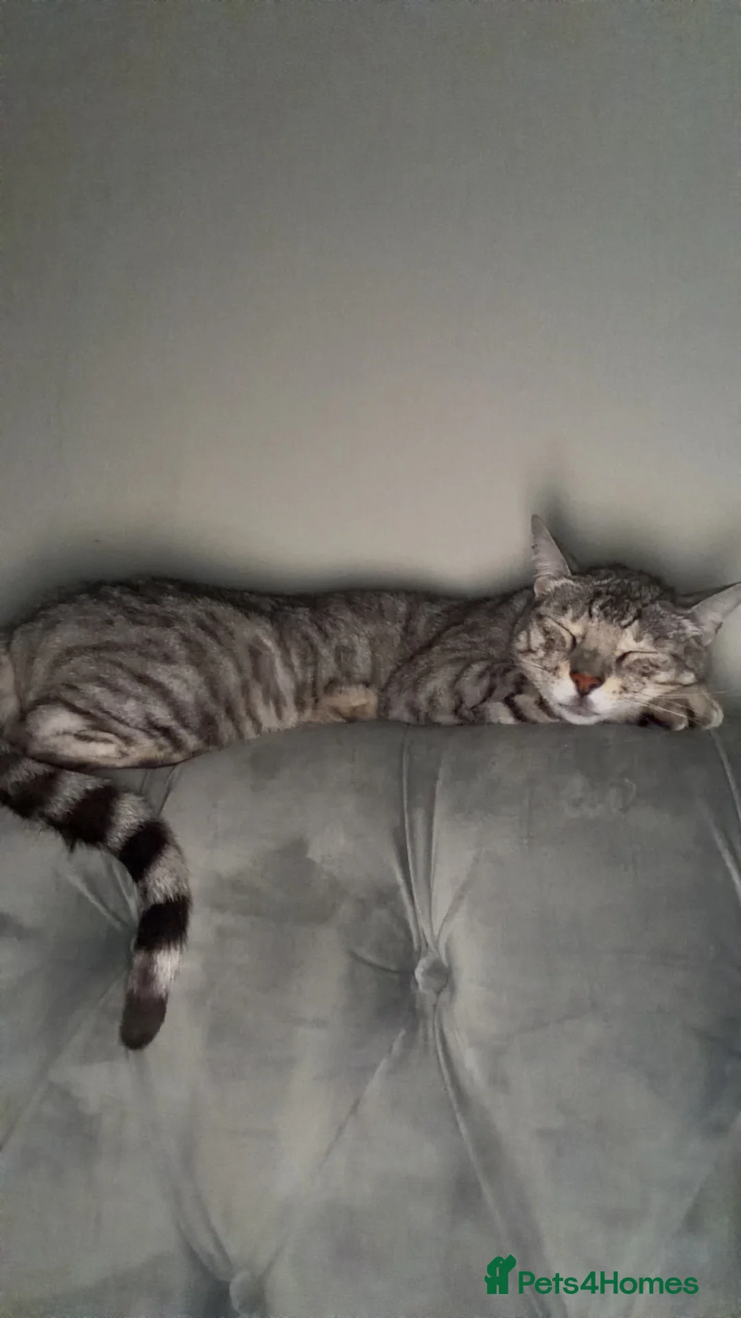Bengal cats for sale: 3 year old bengal  in Salisbury - Advert 5