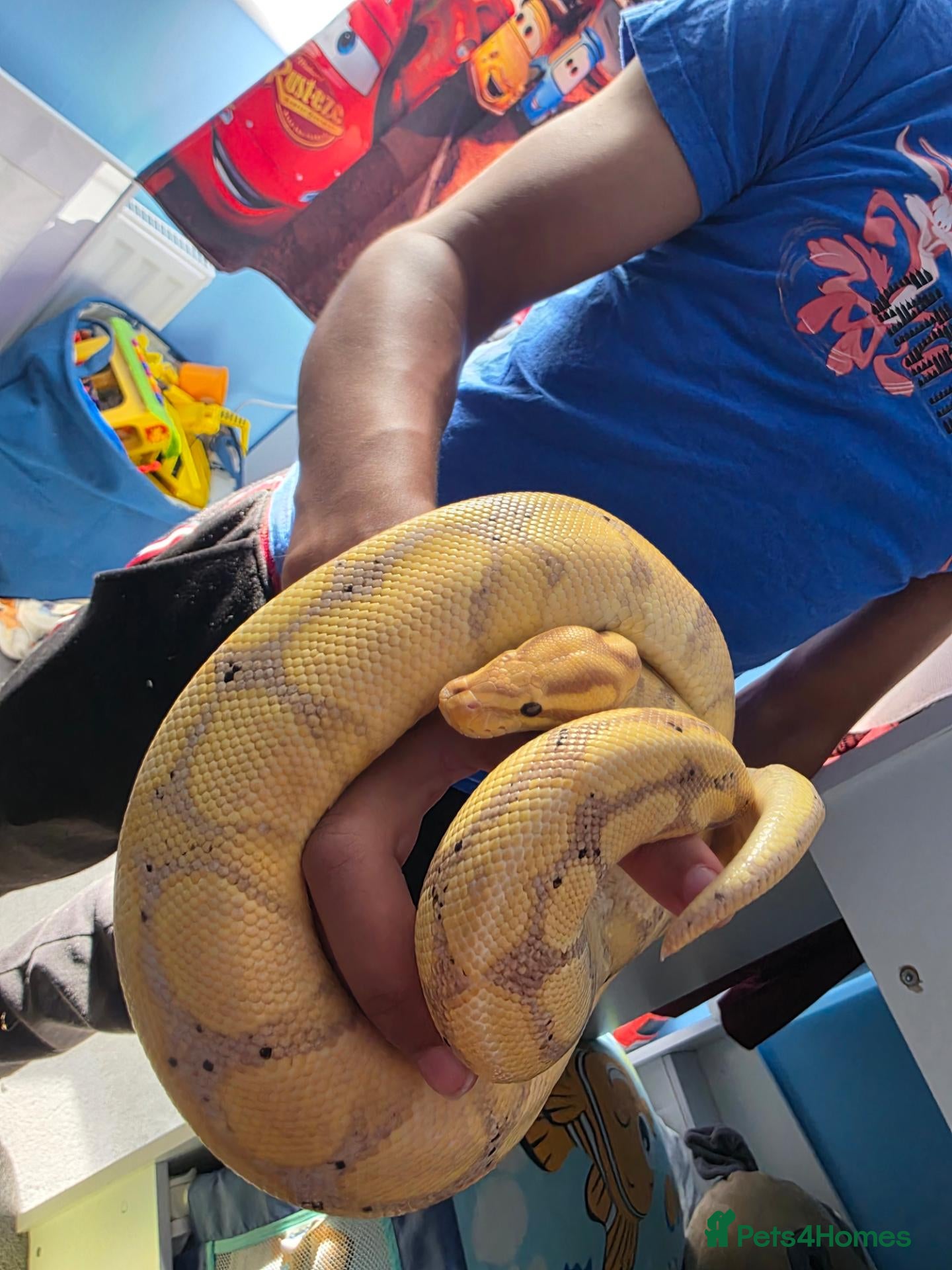 Python Snake reptiles Pastel banana ball python - Advert 1