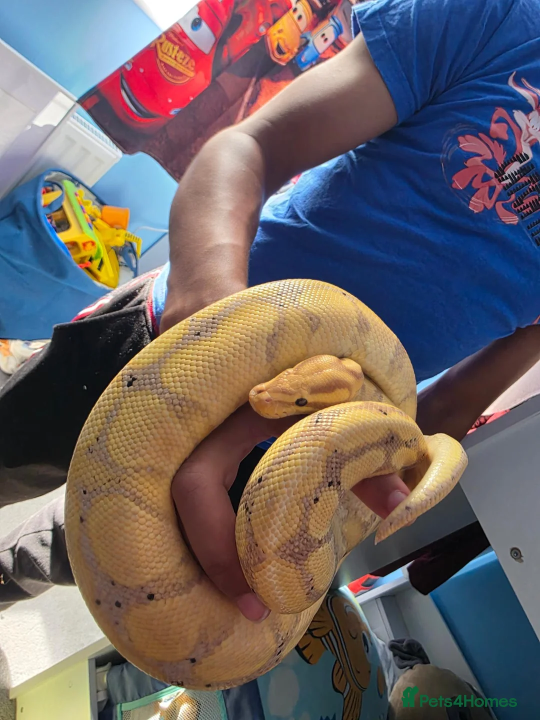 Python Snake reptiles for sale: Pastel banana ball python in Wallington - Advert 1