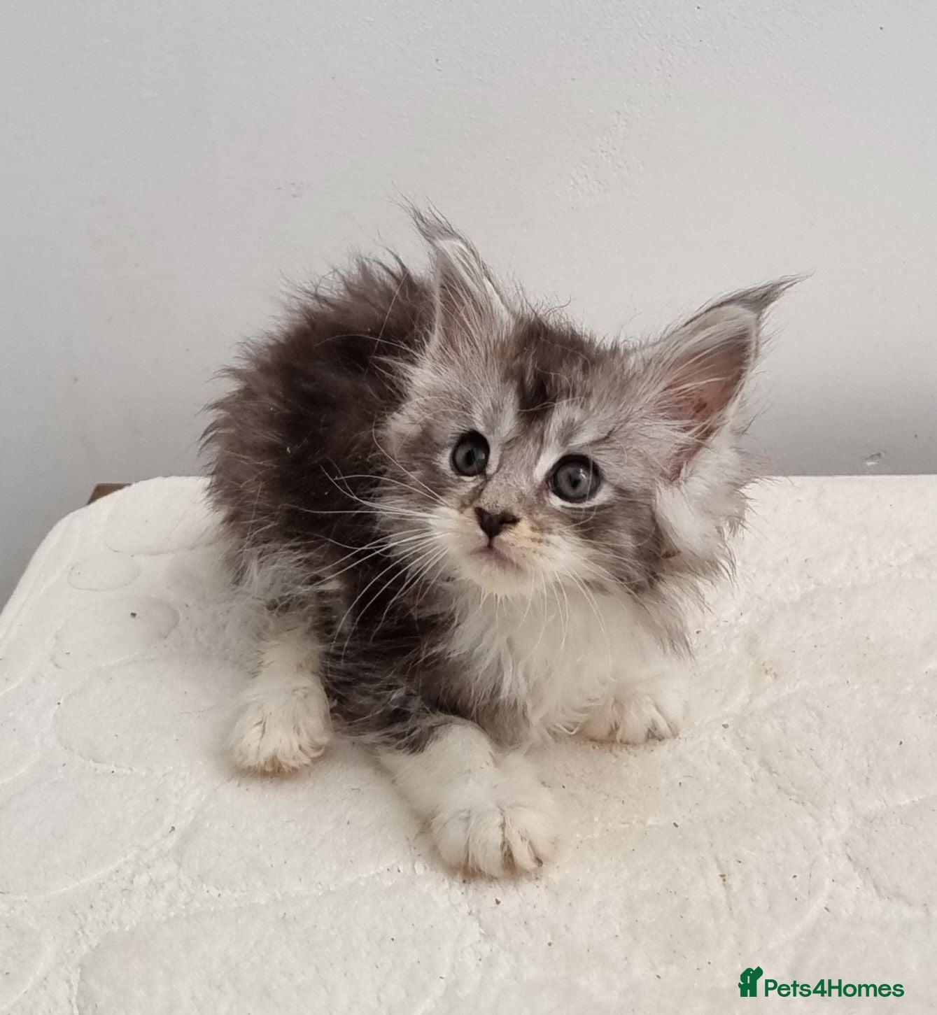 Maine Coon cats GCCF registered Maine Coon Pedigree Kitten  - Advert 2