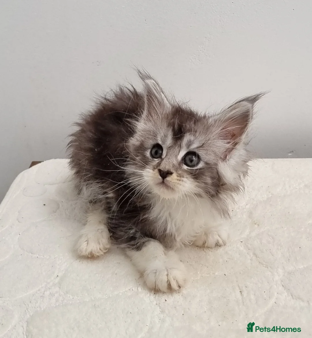 Maine Coon cats for sale: GCCF registered Maine Coon Pedigree Kitten  - Advert 2