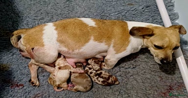 Jack Russell dogs - Advert 8