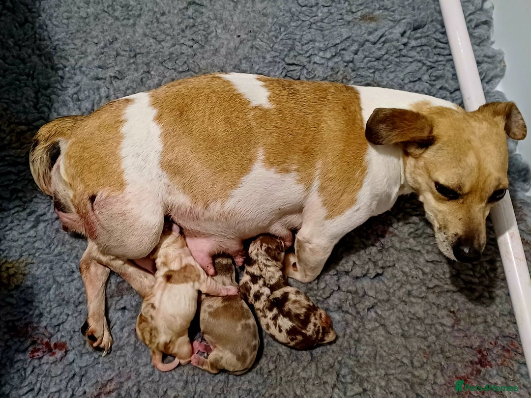 Jack Russell dogs for sale: Stunning Rare Colour Merle Jack Russell Puppies - Image 2